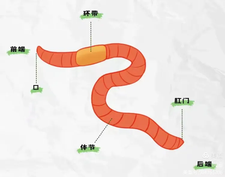 对蚯蚓的身体构造和其他方面都有了了解